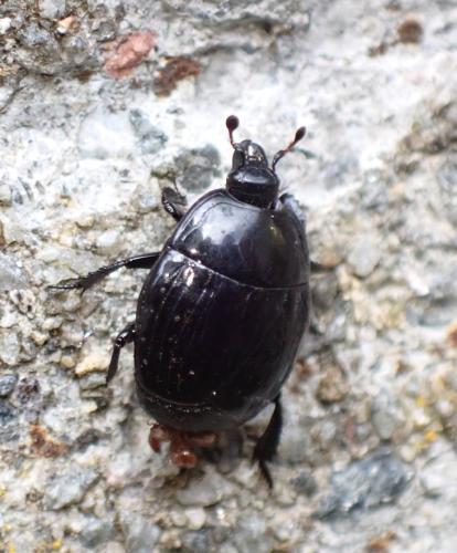 Margarinotus striola succicola